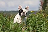BOULEDOGUE FRANCAIS 670